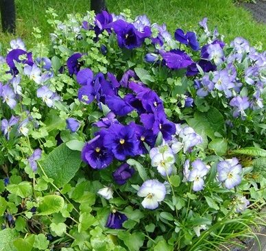 Flowers to inspire