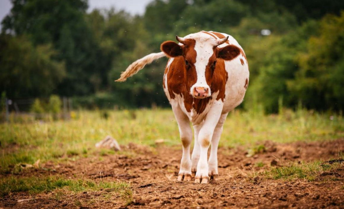 Cow Protection Centre