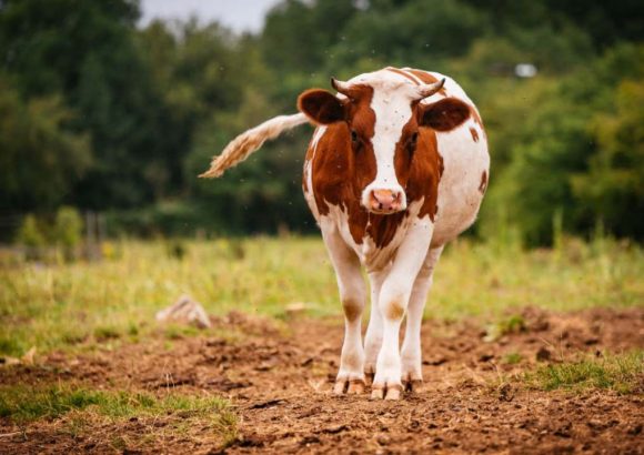 Cow Protection Centre