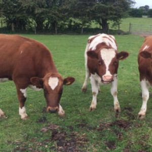 Three new beautiful cows