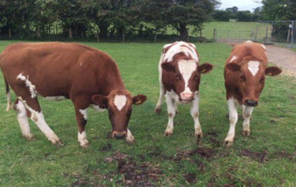 Cows three new Three new beautiful cows