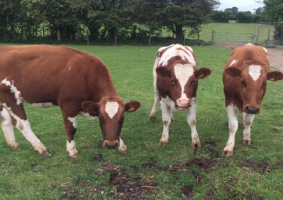 Three new beautiful cows