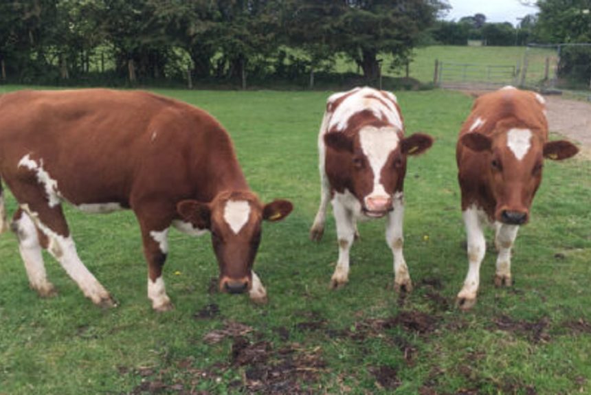 Three new beautiful cows