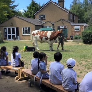 Ram the ox goes to School