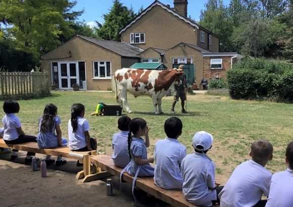 Ram the ox goes to School