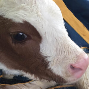 New Baby Calf at New Gokul Farm