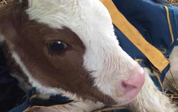 New Baby Calf at New Gokul Farm