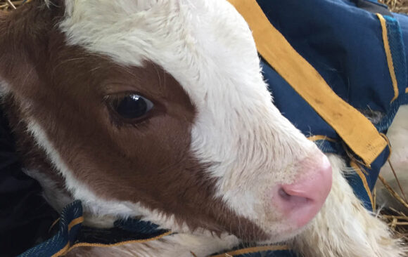 New Baby Calf 2 New Baby Calf at New Gokul Farm