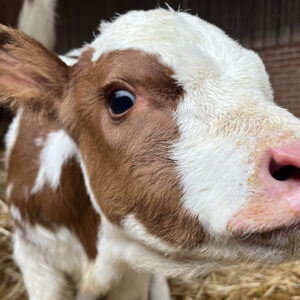 Second calf born in the space of a week