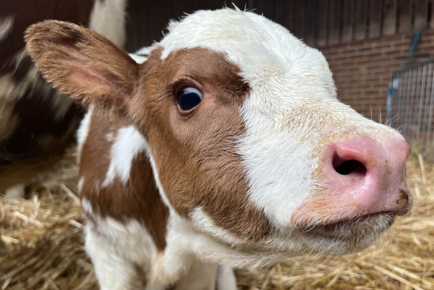 Second calf born in the space of a week