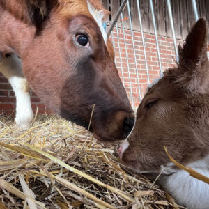 Girl Calf born in the Farm