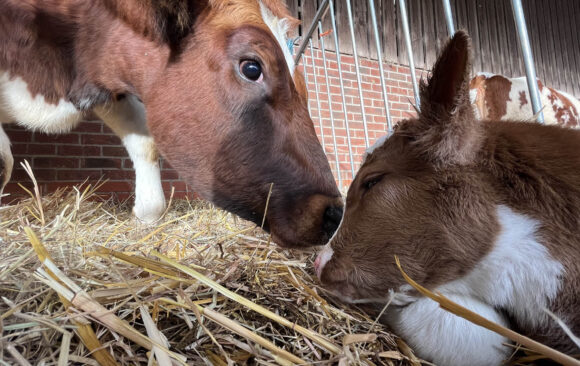 Baby Girl Calf Girl Calf born in the Farm