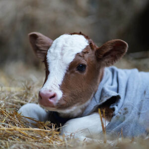 Girl Calf born in the Farm