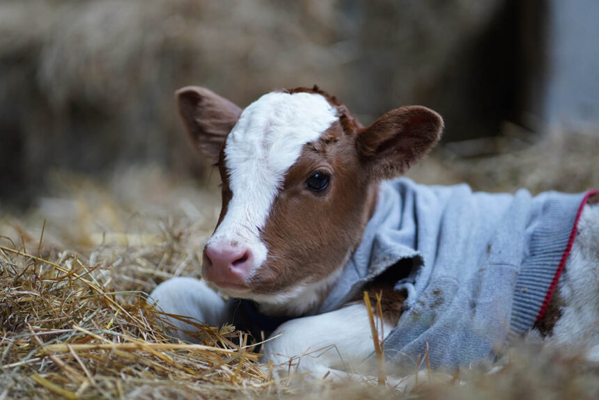 Girl Calf born in the Farm