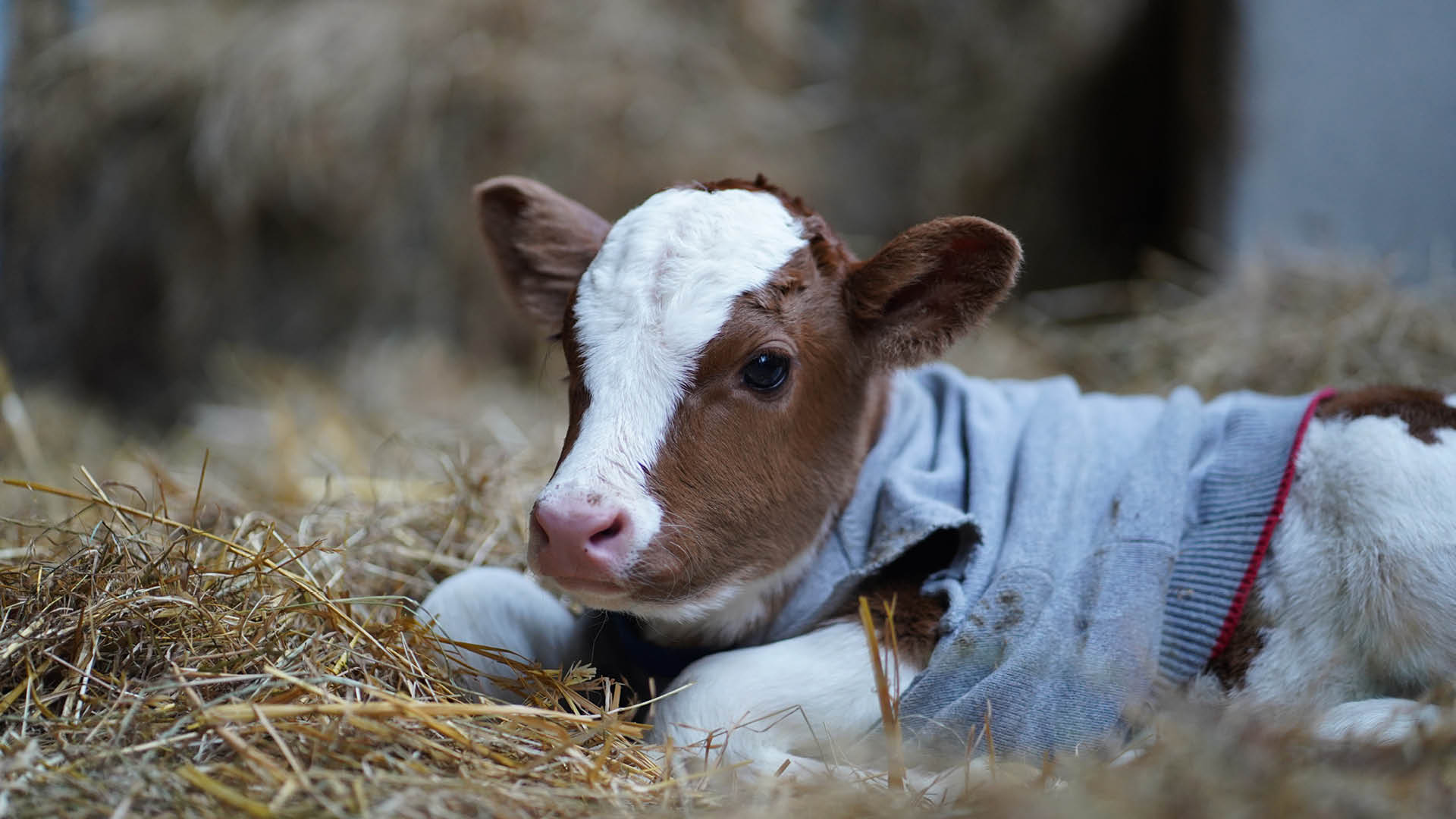 Girl Calf born in the Farm – Bhaktivedanta Manor – Hare Krishna Temple