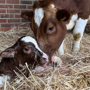 Baby boom continues in New Gokul Farm