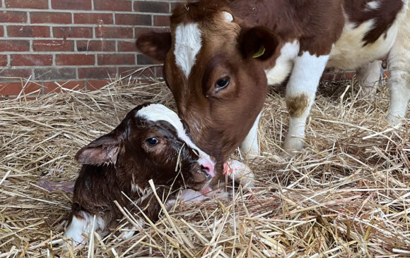Baby boom continues in New Gokul Farm