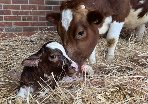 Baby boom continues in New Gokul Farm