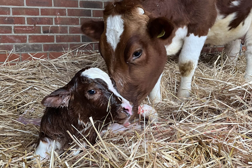 Baby boom continues in New Gokul Farm