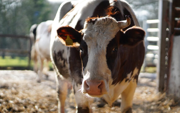 No feeding of cows Notice: Feeding of Cows Resumes – Saturday 24th