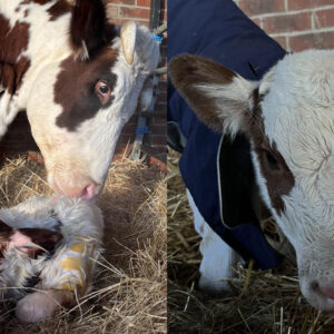 Another calf born at the Farm