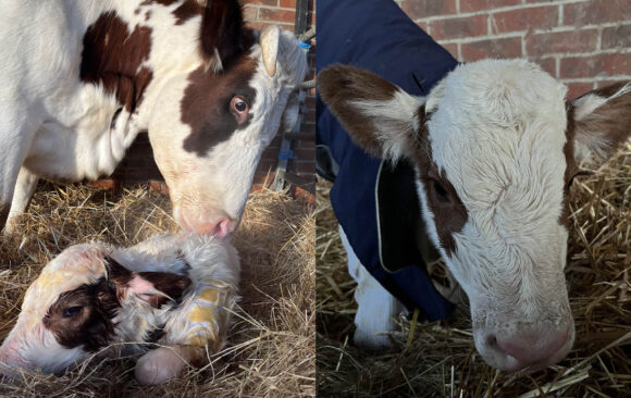 Another calf born at the Farm