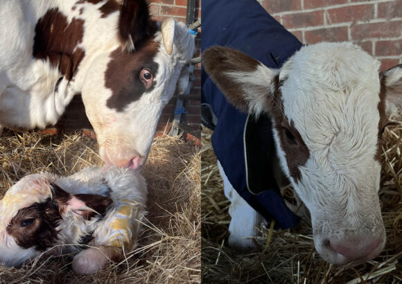 Another calf born at the Farm