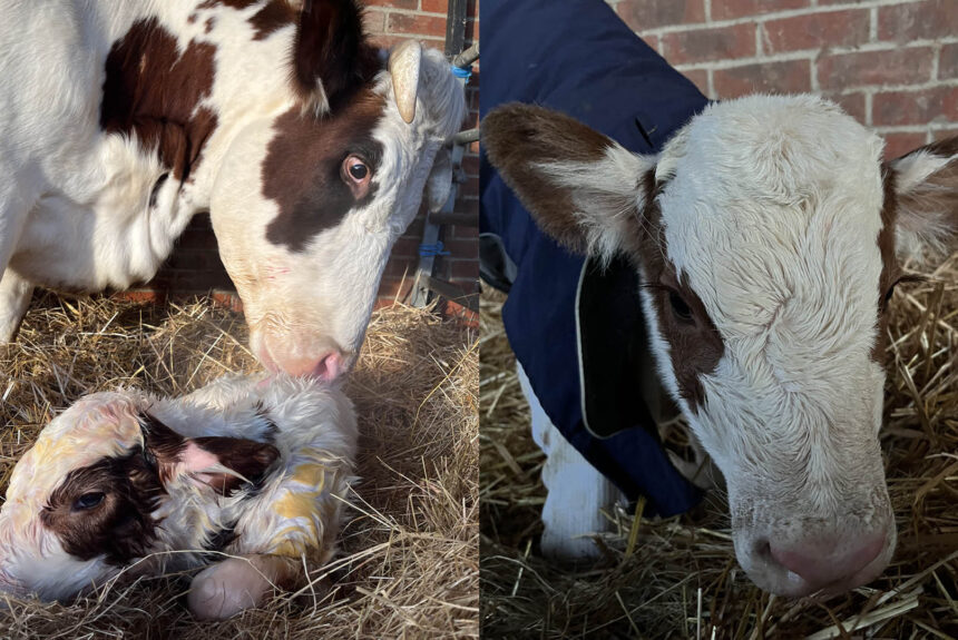 Another calf born at the Farm