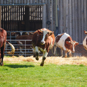 Letting out the cows (Go Mochana Utsava)