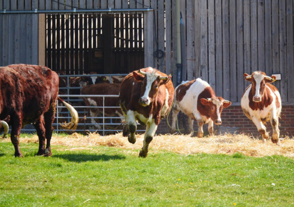 Letting out the cows (Go Mochana Utsava)