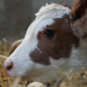 New Calf born in December