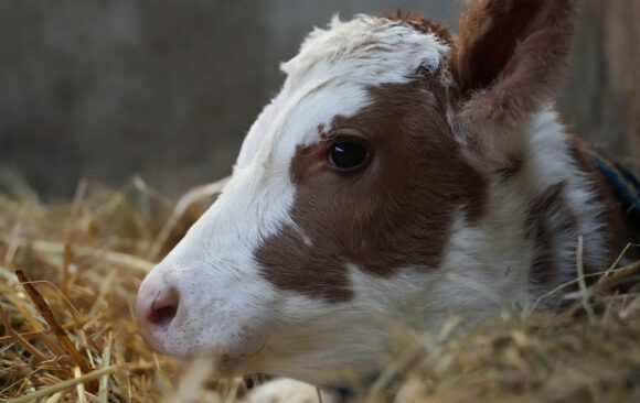 New Calf born in December