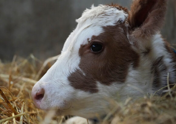 New Calf born in December