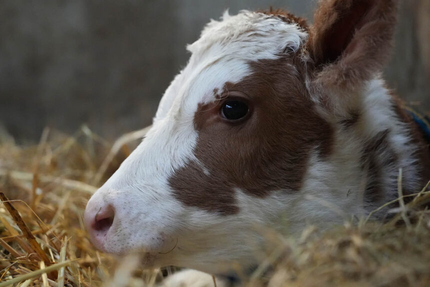 New Calf born in December