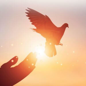 pof The Power of Forgiveness