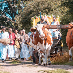 Ox Parade & Harvest Celebration