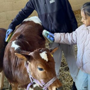 Kids Yoga, Fitness and Zebu Barn Day Retreat