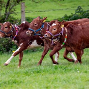 Springtime on the Farm  –  Channel 5