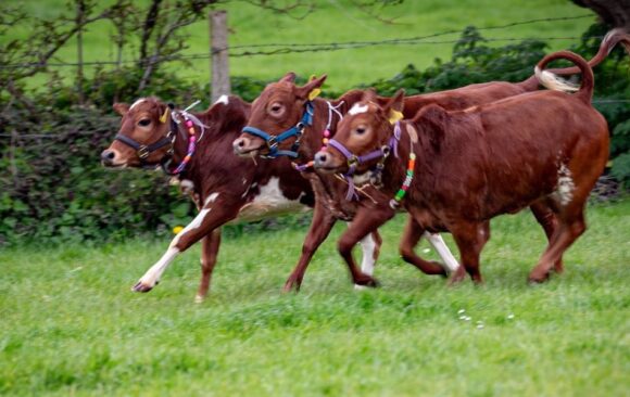 Springtime on the Farm  –  Channel 5