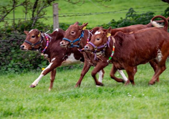 Springtime on the Farm  –  Channel 5