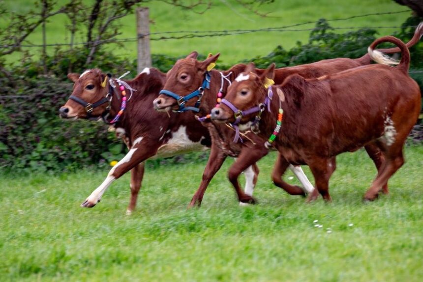 Springtime on the Farm  –  Channel 5