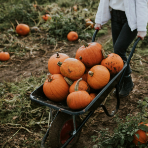 Pumpkin Picking & Harvesting_ Pumpkin Picking and Harvesting