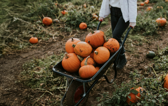 Pumpkin Picking & Harvesting_ Pumpkin Picking and Harvesting