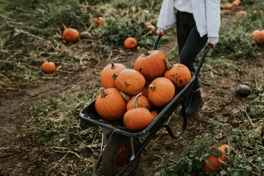 Pumpkin Picking & Harvesting_ Pumpkin Picking and Harvesting
