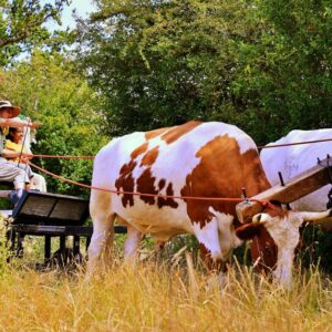 An Open Day of Cows and Culture