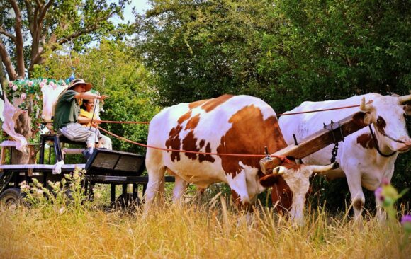 An Open Day of Cows and Culture