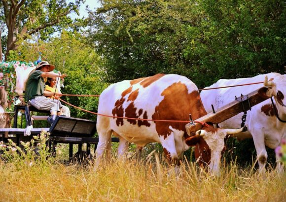 An Open Day of Cows and Culture