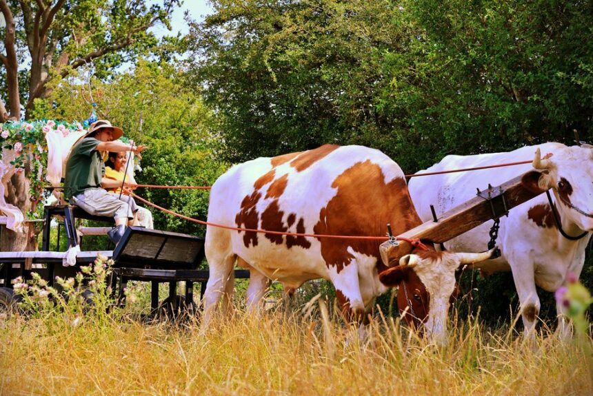 ploughing An Open Day of Cows and Culture
