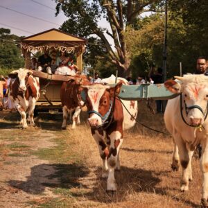 Ox Power and Harvest Festival