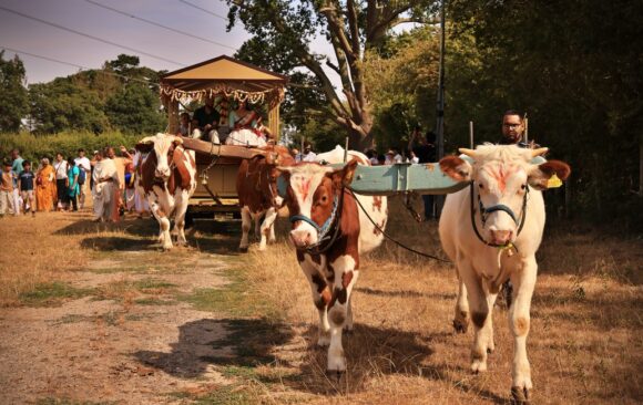 Ox Power and Harvest Festival